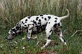 DALMATIEN 300